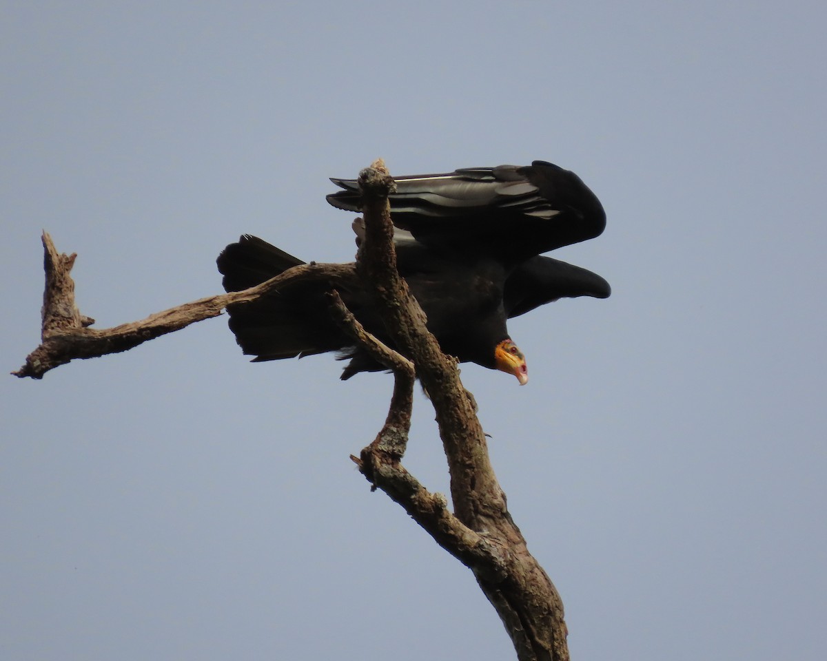Greater Yellow-headed Vulture - ML148053221