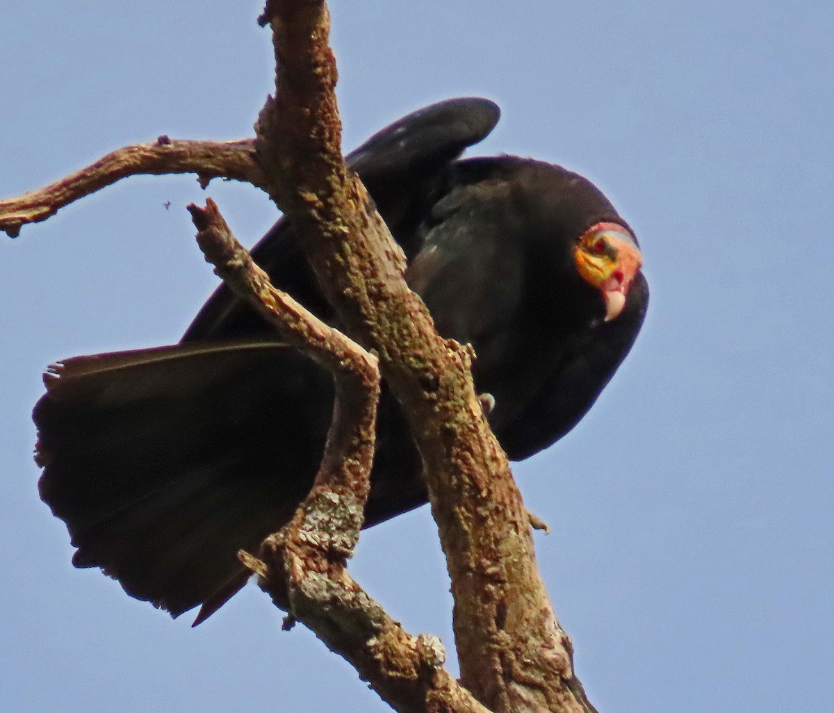 Greater Yellow-headed Vulture - ML148053231