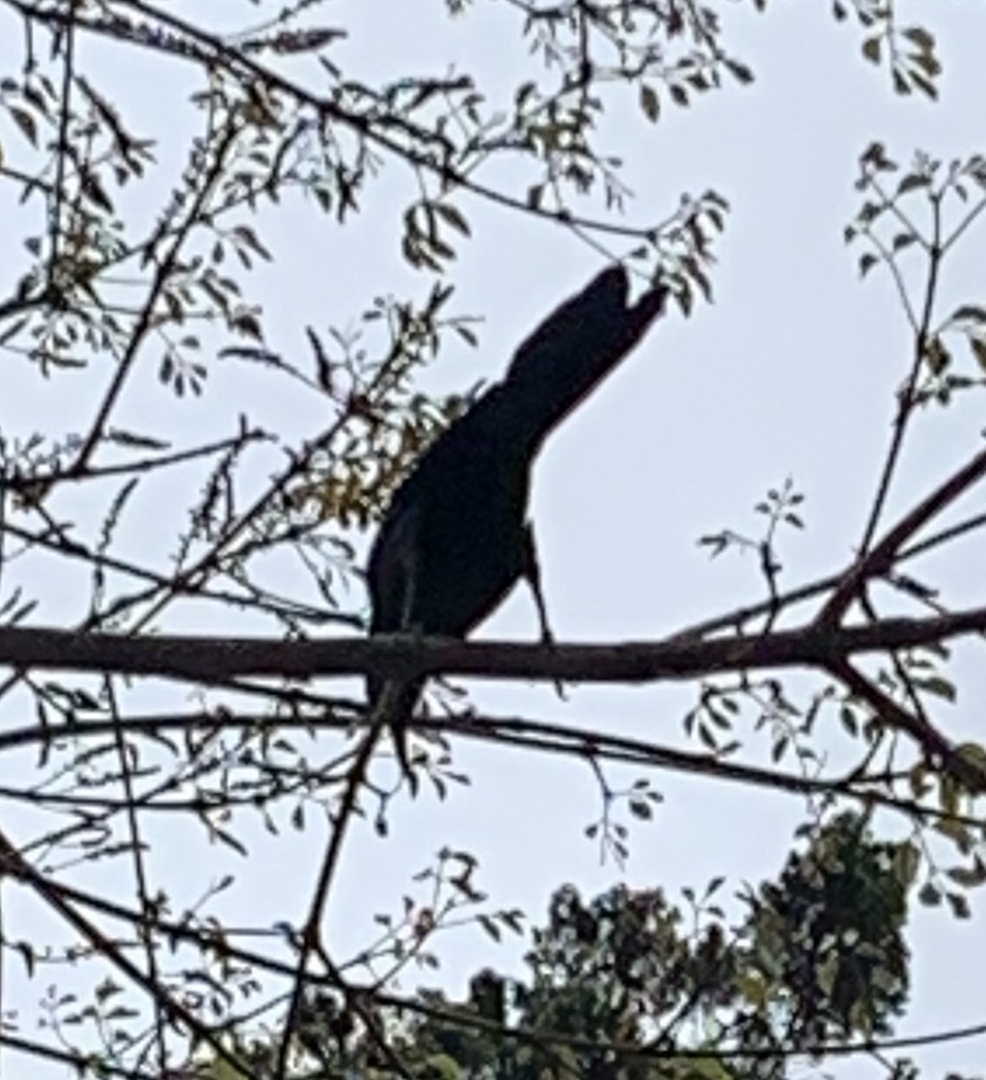 Great-tailed Grackle - ML148055691