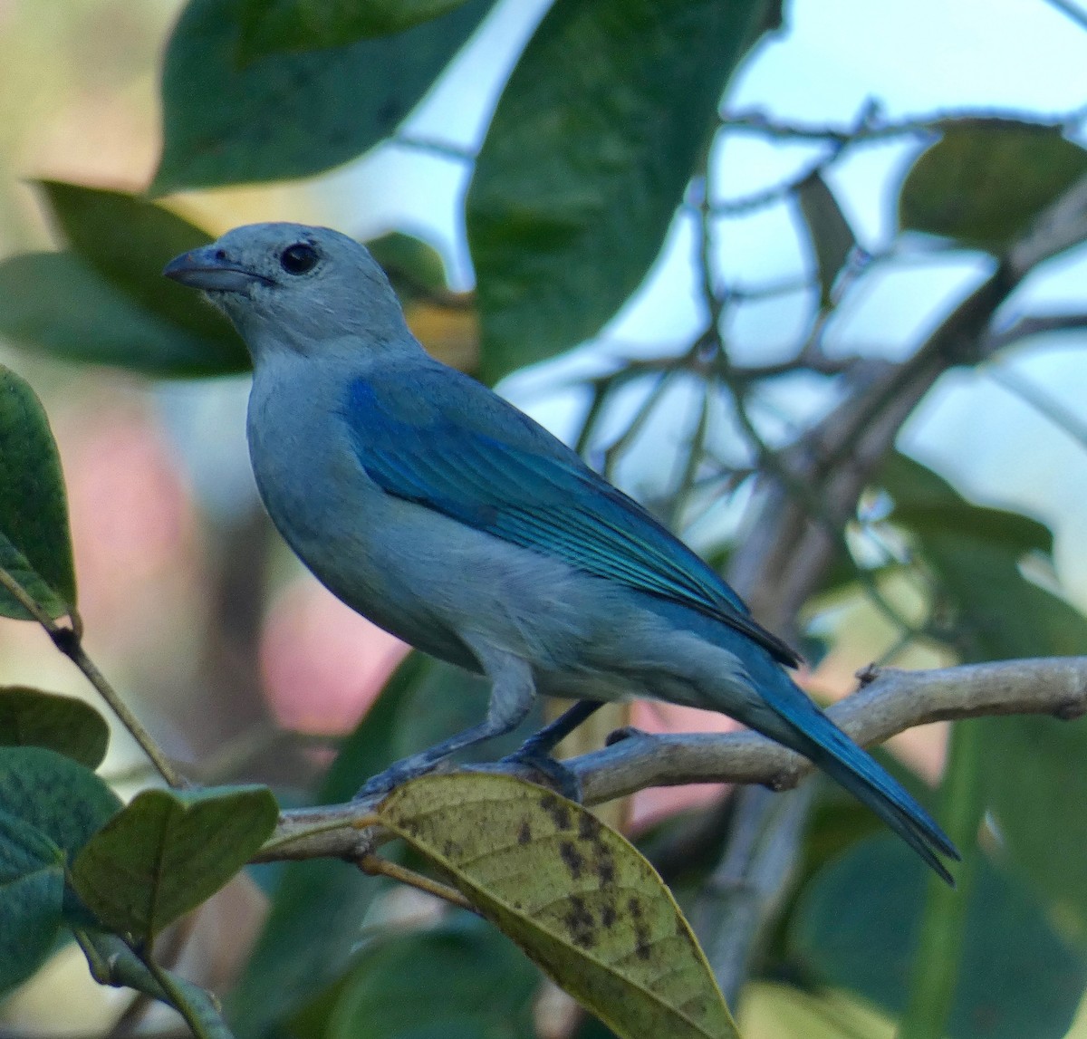 Blue-gray Tanager - ML148058121