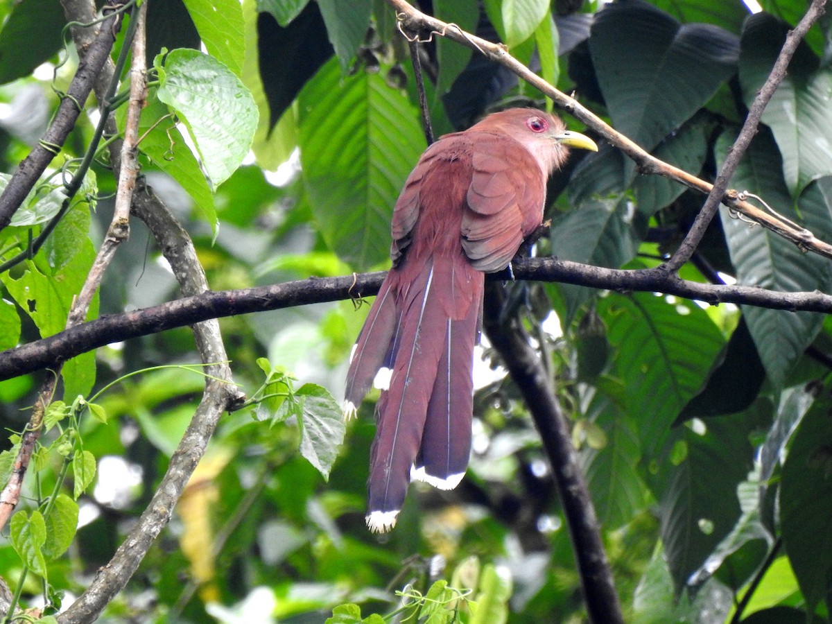 Squirrel Cuckoo (Amazonian) - bob butler