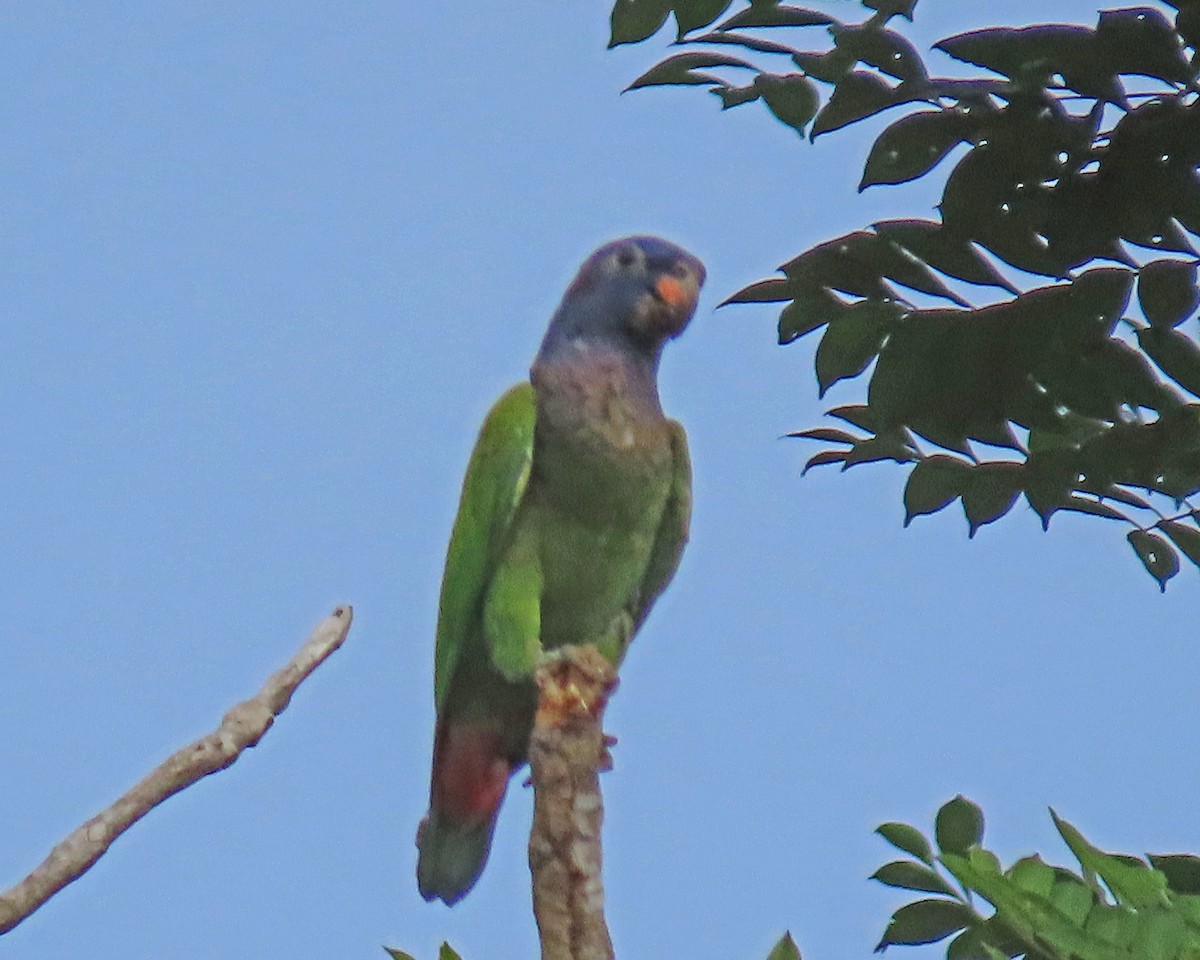Blue-headed Parrot - ML148059381