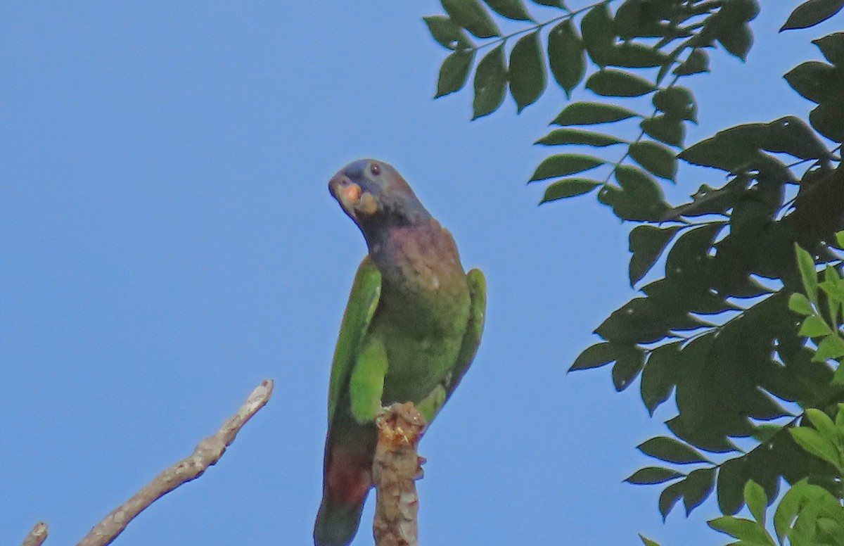 Папуга-червоногуз синьоголовий - ML148059411