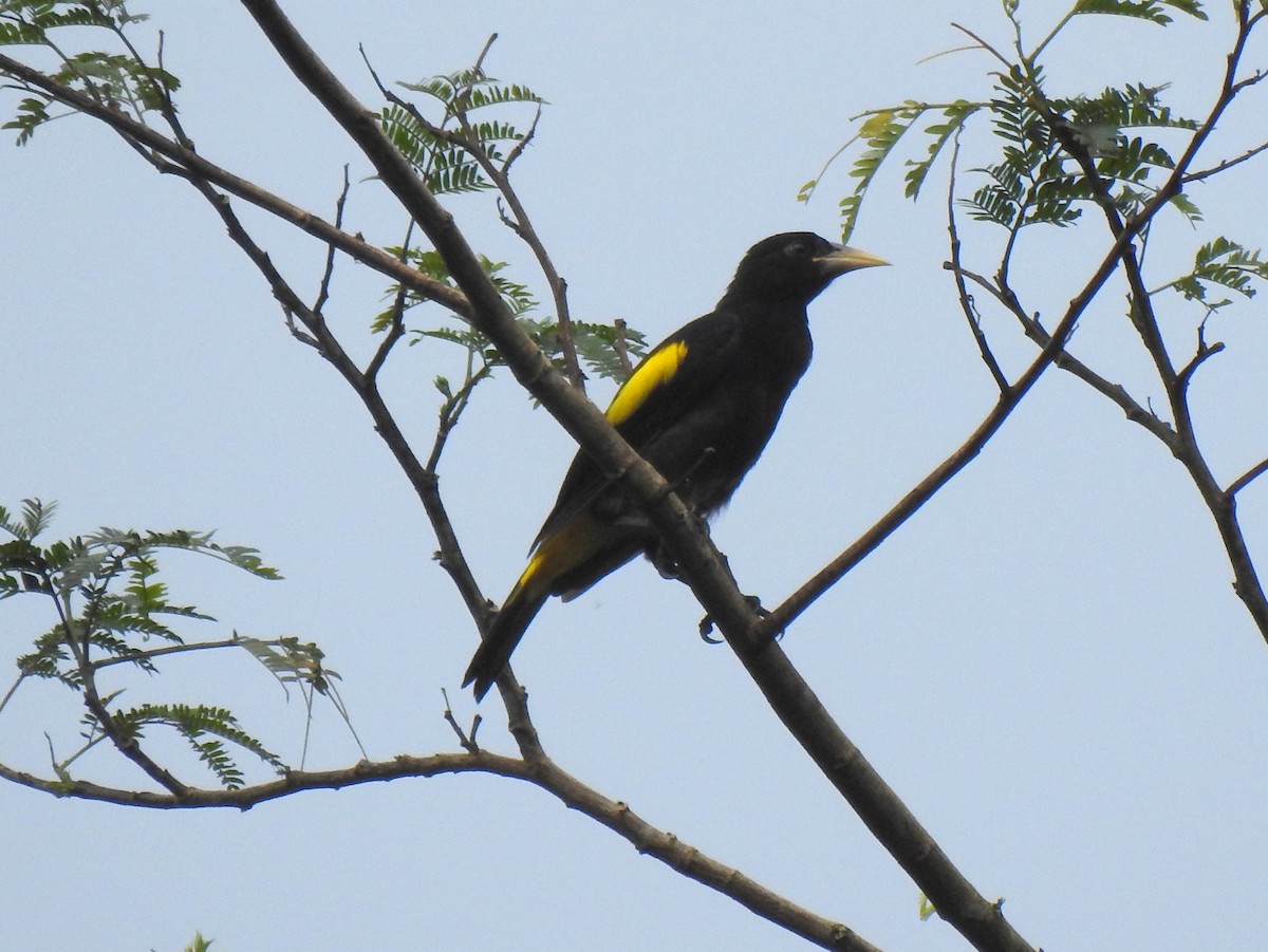 Yellow-rumped Cacique (Amazonian) - bob butler