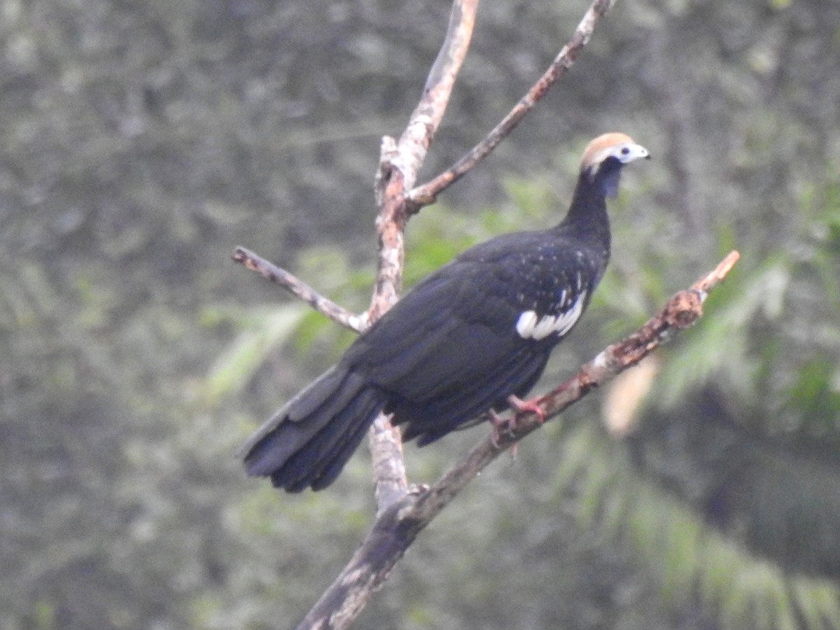 Blue-throated Piping-Guan - ML148062981