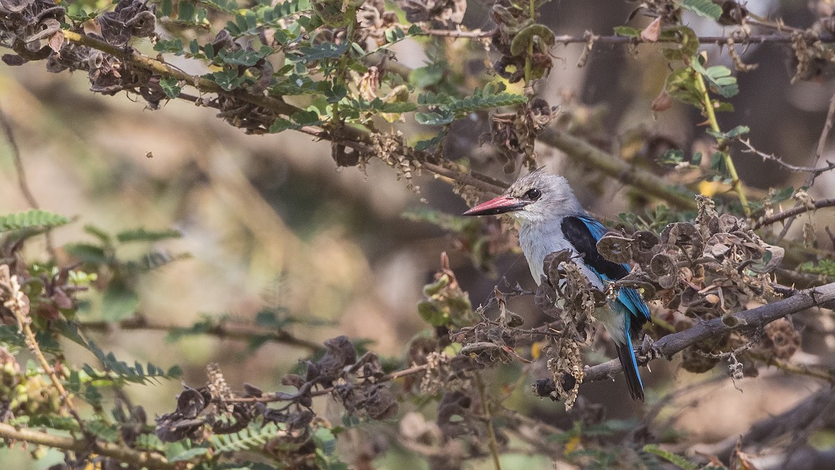 Woodland Kingfisher - H. Çağlar Güngör