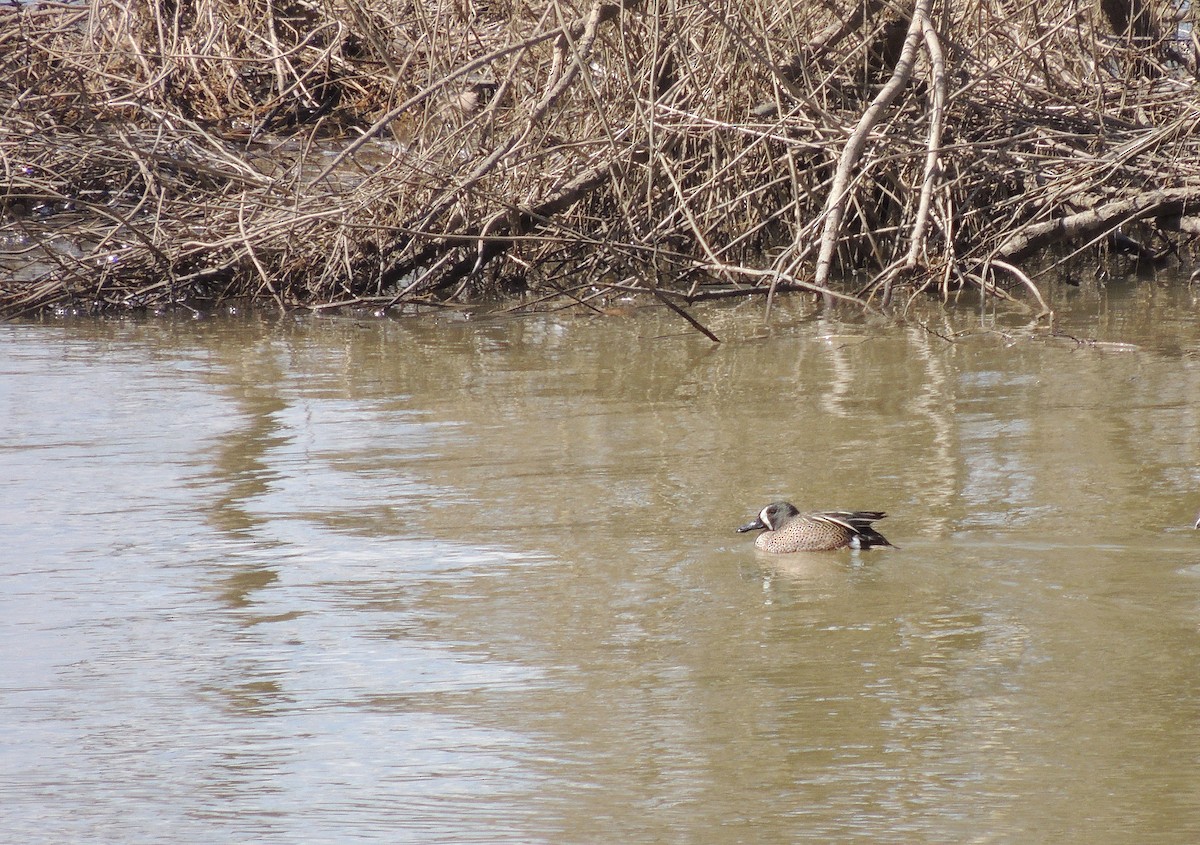 Blue-winged Teal - ML148064991