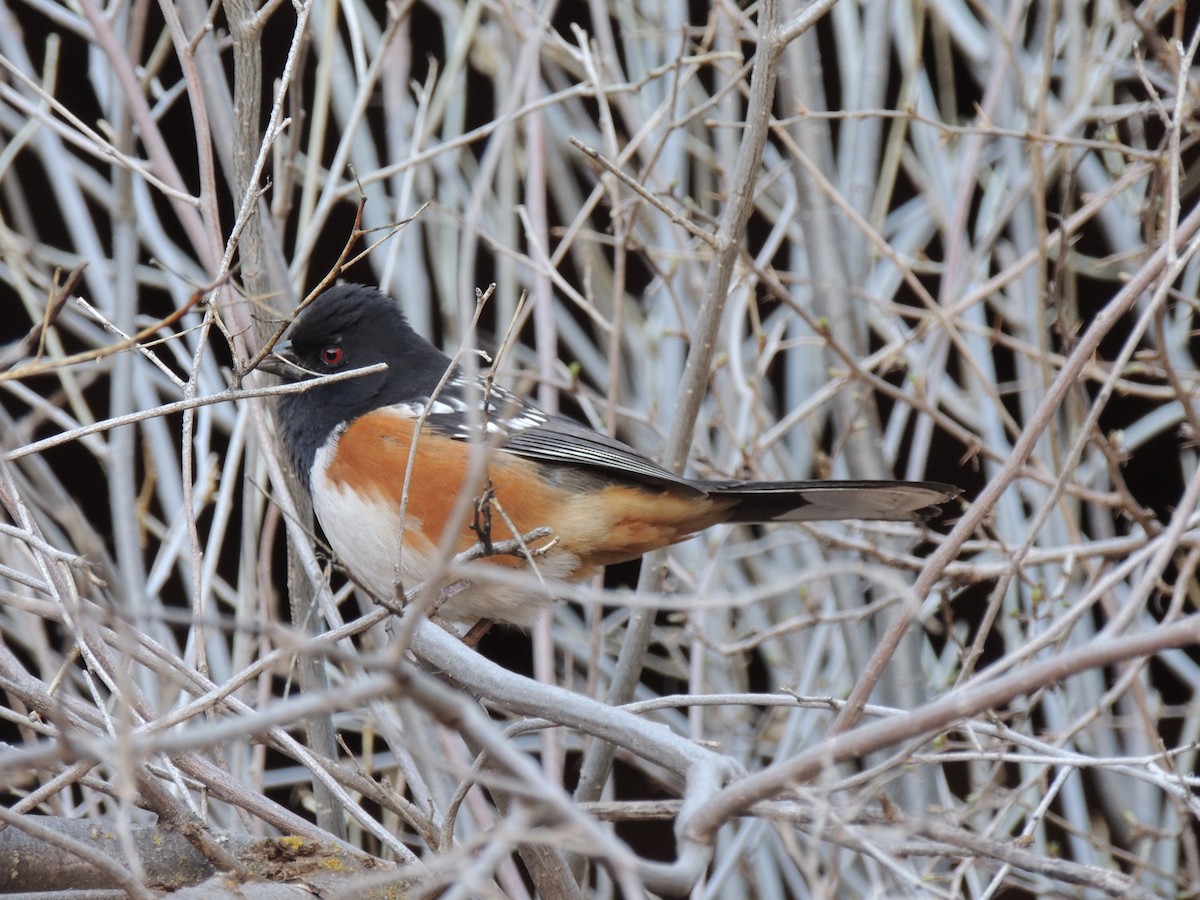 Spotted Towhee - Nathan Mast