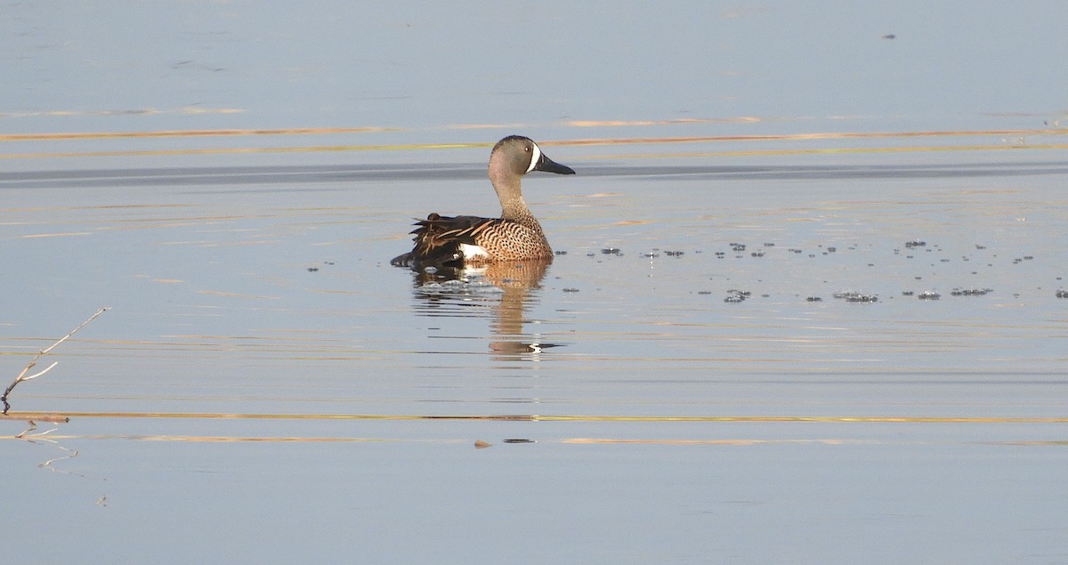 Blue-winged Teal - ML148073291
