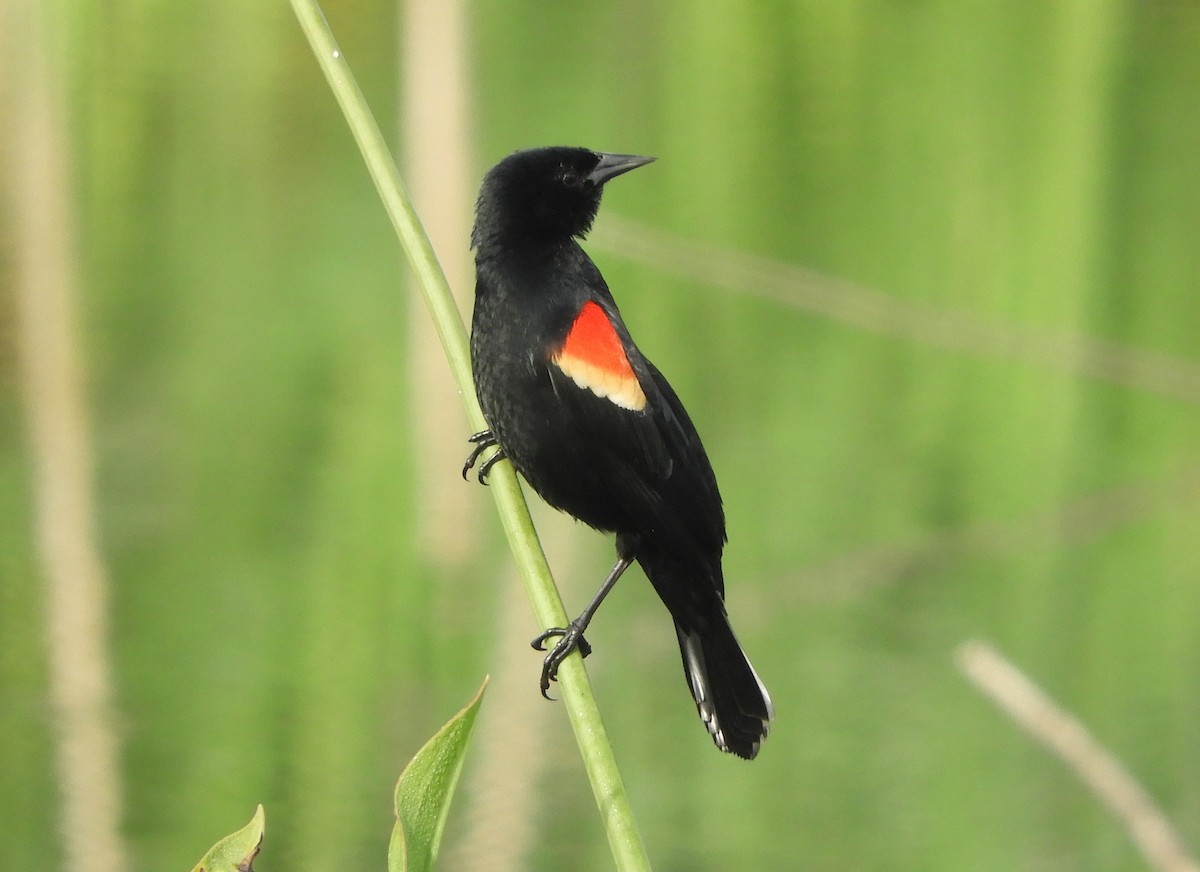 Red-winged Blackbird - Shane Carroll
