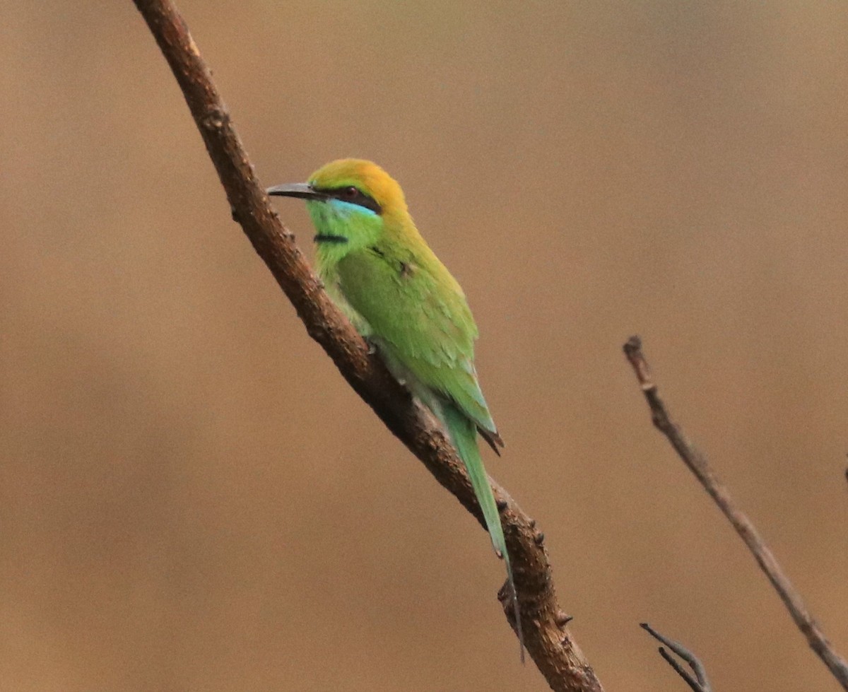 Asian Green Bee-eater - Loch Kilpatrick