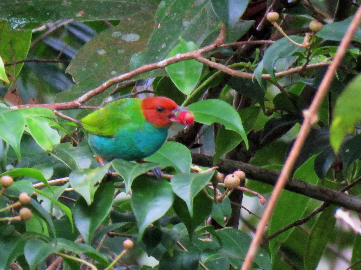 Bay-headed Tanager - ML148077761