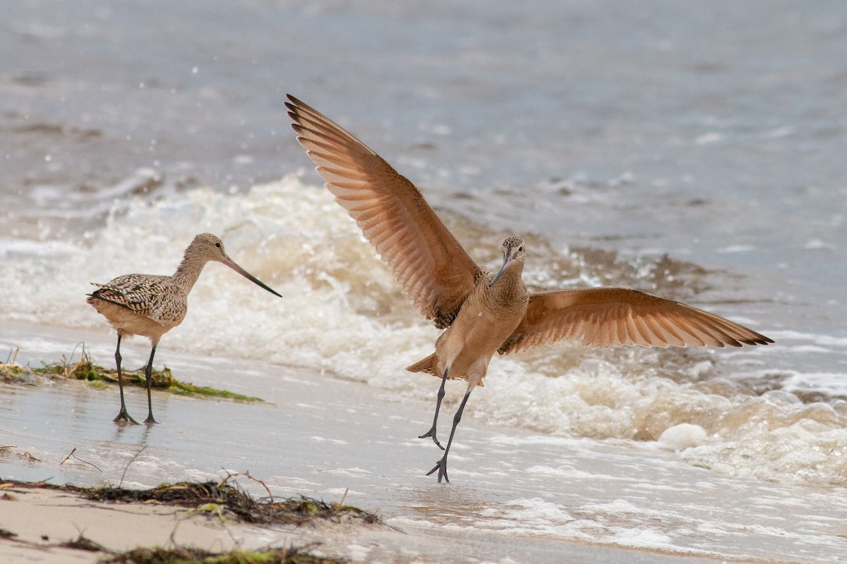 Marbled Godwit - Jeff O'Connell