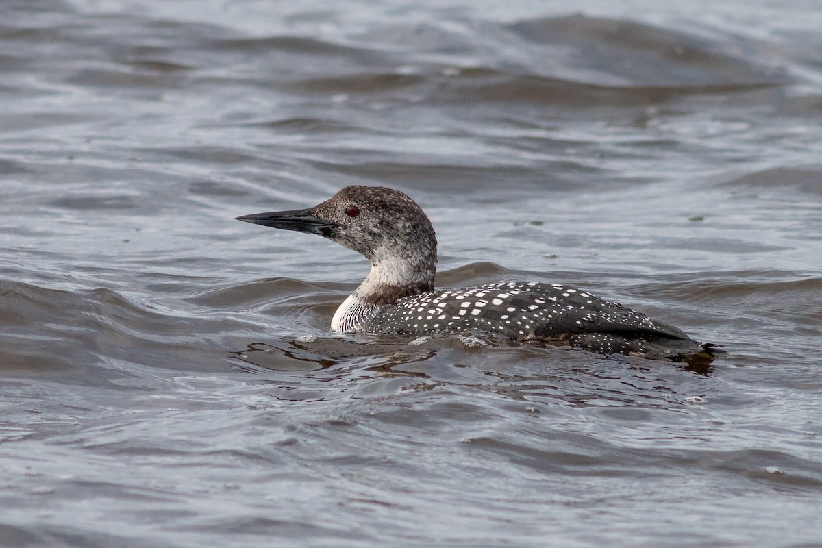 Common Loon - Jeff O'Connell