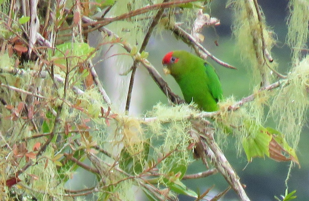 Red-fronted Parrotlet - ML148078351