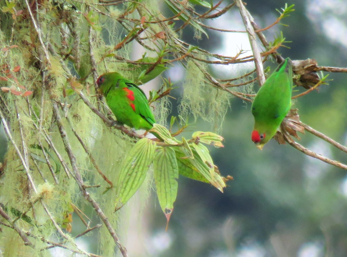 Red-fronted Parrotlet - ML148078381