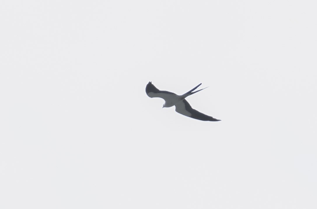 Swallow-tailed Kite - Marky Mutchler