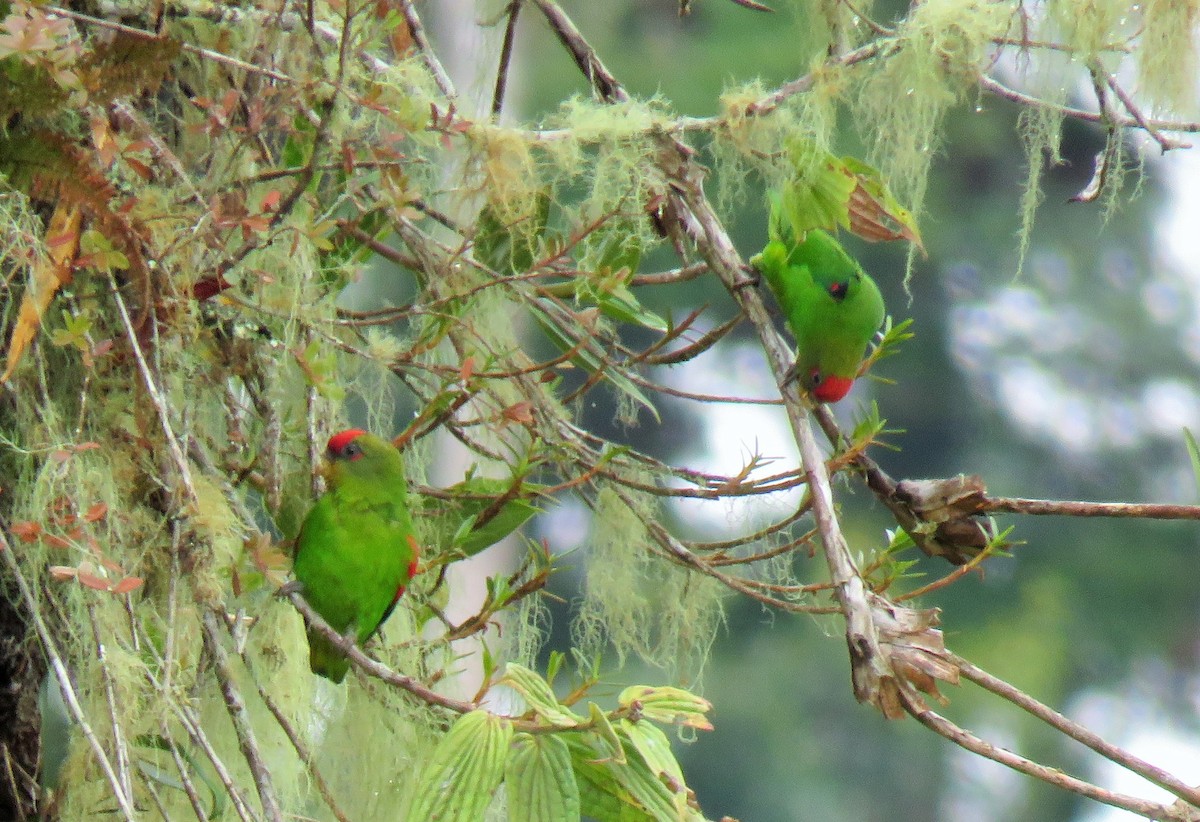 Red-fronted Parrotlet - ML148078461