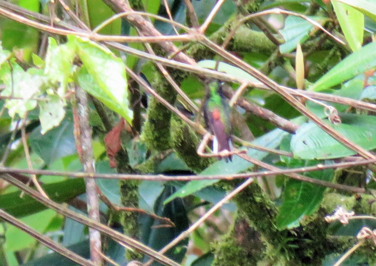Black-bellied Hummingbird - Oliver  Komar