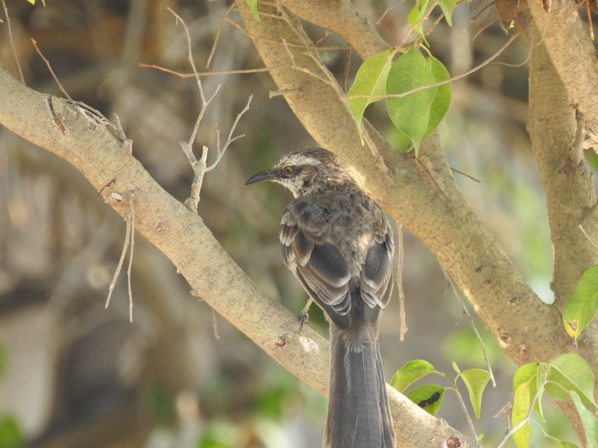 Long-tailed Mockingbird - Eduardo  Jackson