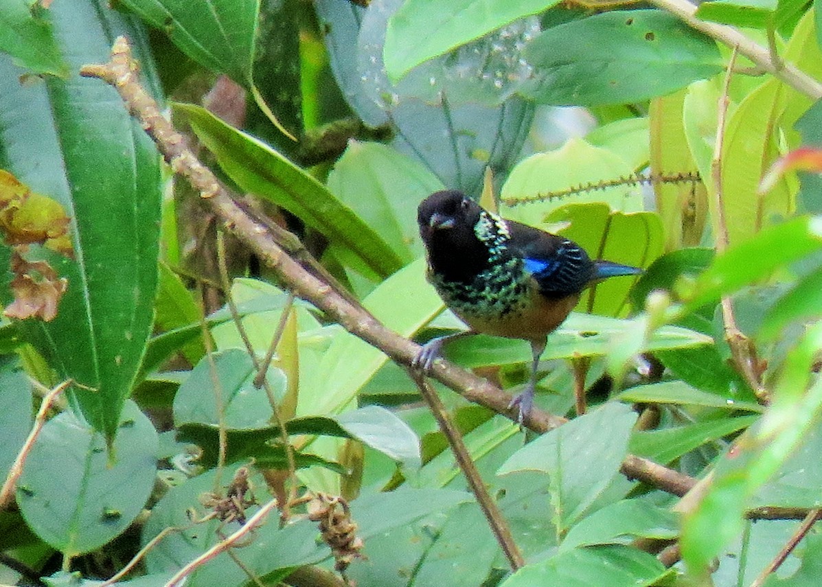 Spangle-cheeked Tanager - Oliver  Komar