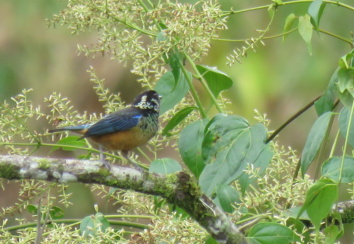 Spangle-cheeked Tanager - ML148080101