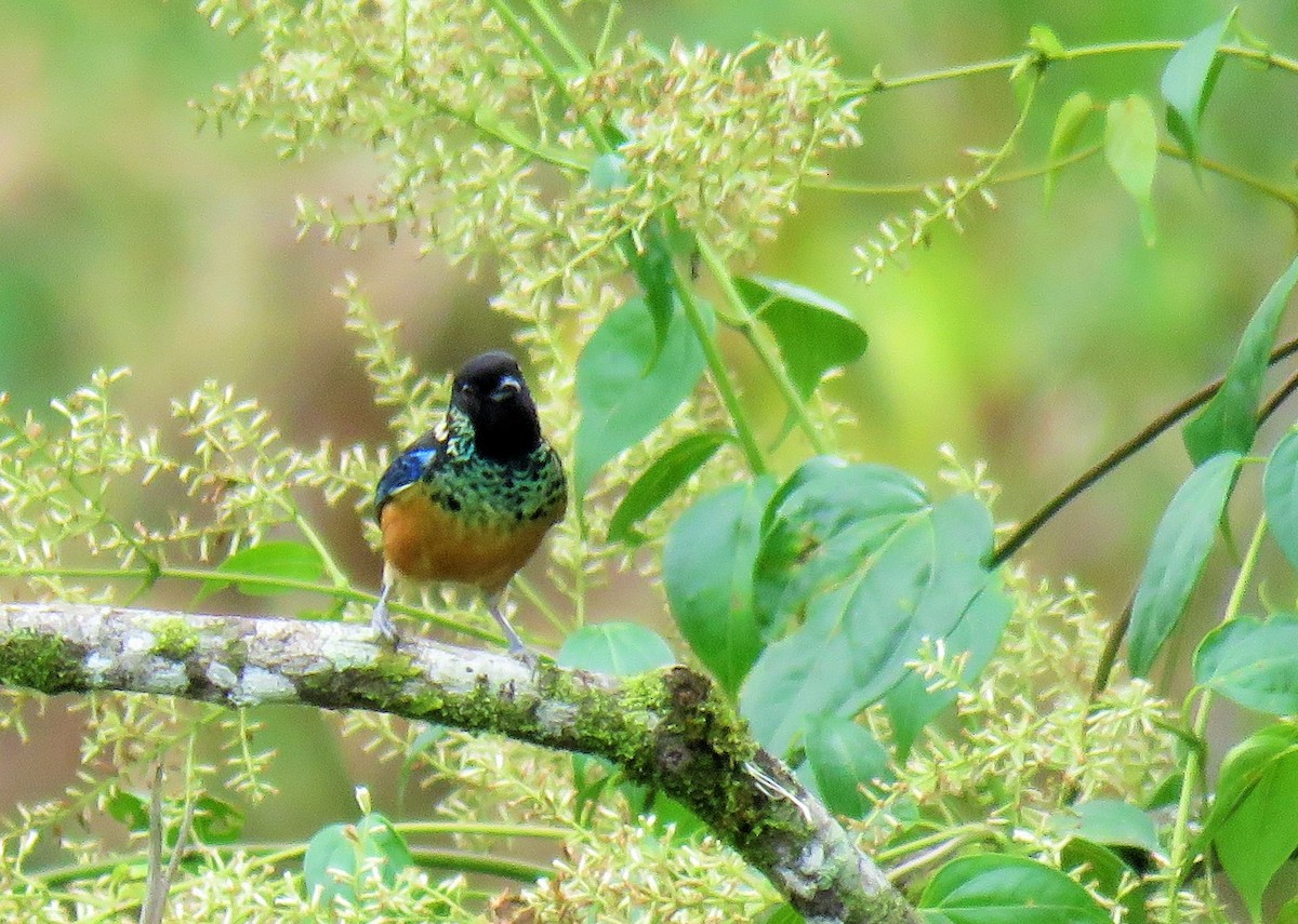 Spangle-cheeked Tanager - ML148080111