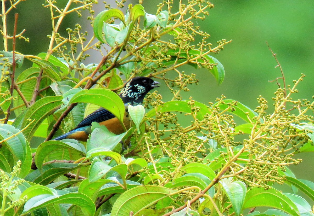 Spangle-cheeked Tanager - ML148080121