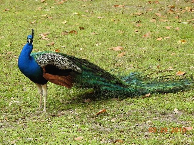 Indian Peafowl (Domestic type) - Dorothy Dunlap