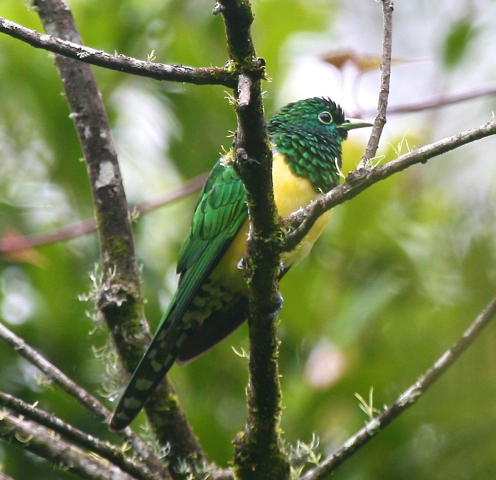African Emerald Cuckoo - ML148081291