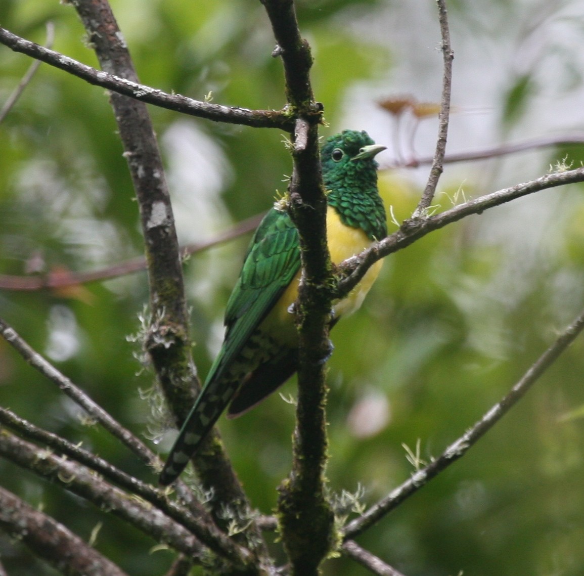African Emerald Cuckoo - ML148081301