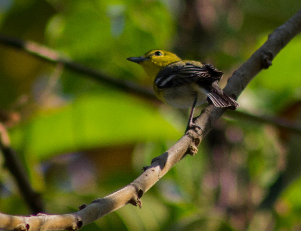 Yellow-throated Vireo - Enrique Heredia (Birding Tours)