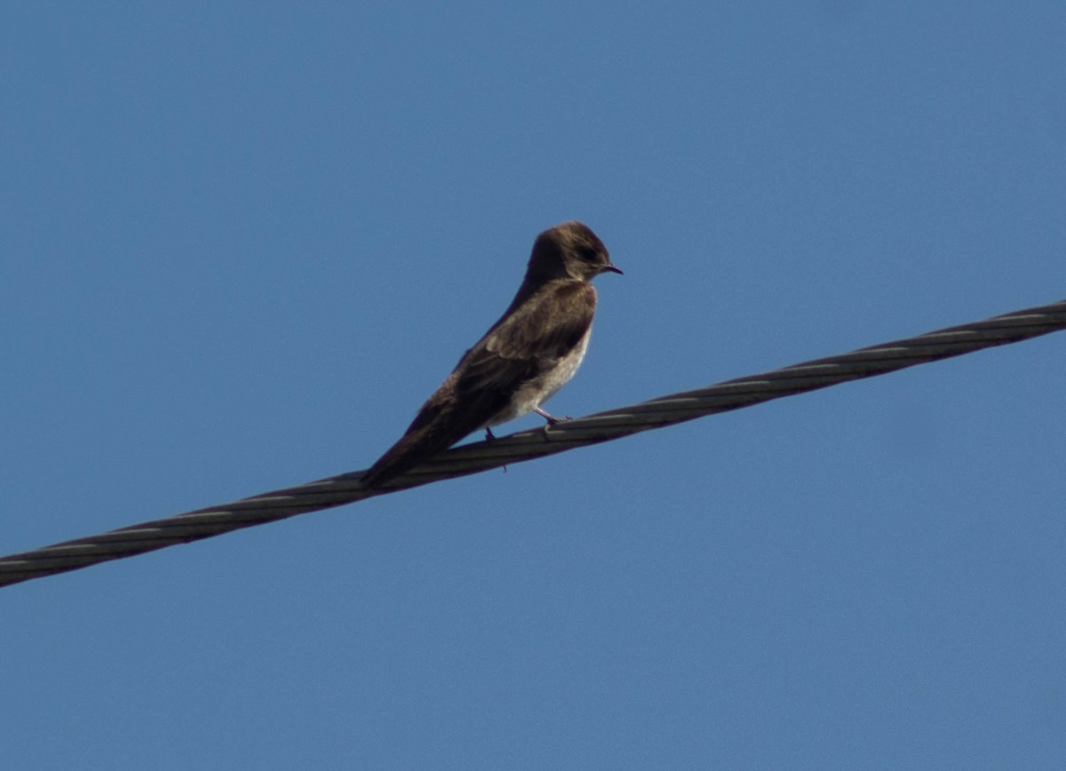 Northern Rough-winged Swallow - Enrique Heredia (Birding Tours)
