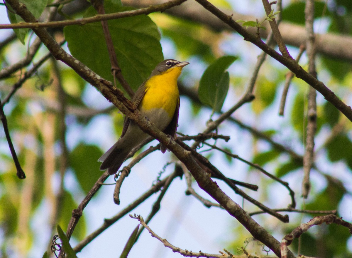 Yellow-breasted Chat - Enrique Heredia (Birding Tours)