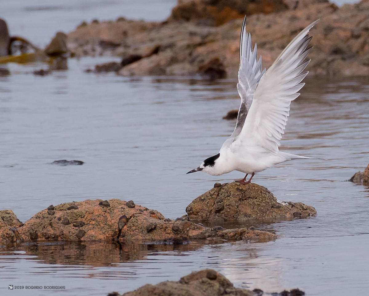 Common Tern - Rogério Rodrigues