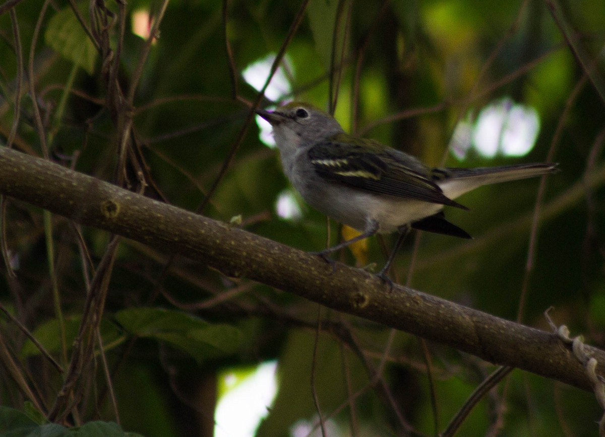 Chestnut-sided Warbler - Enrique Heredia (Birding Tours)