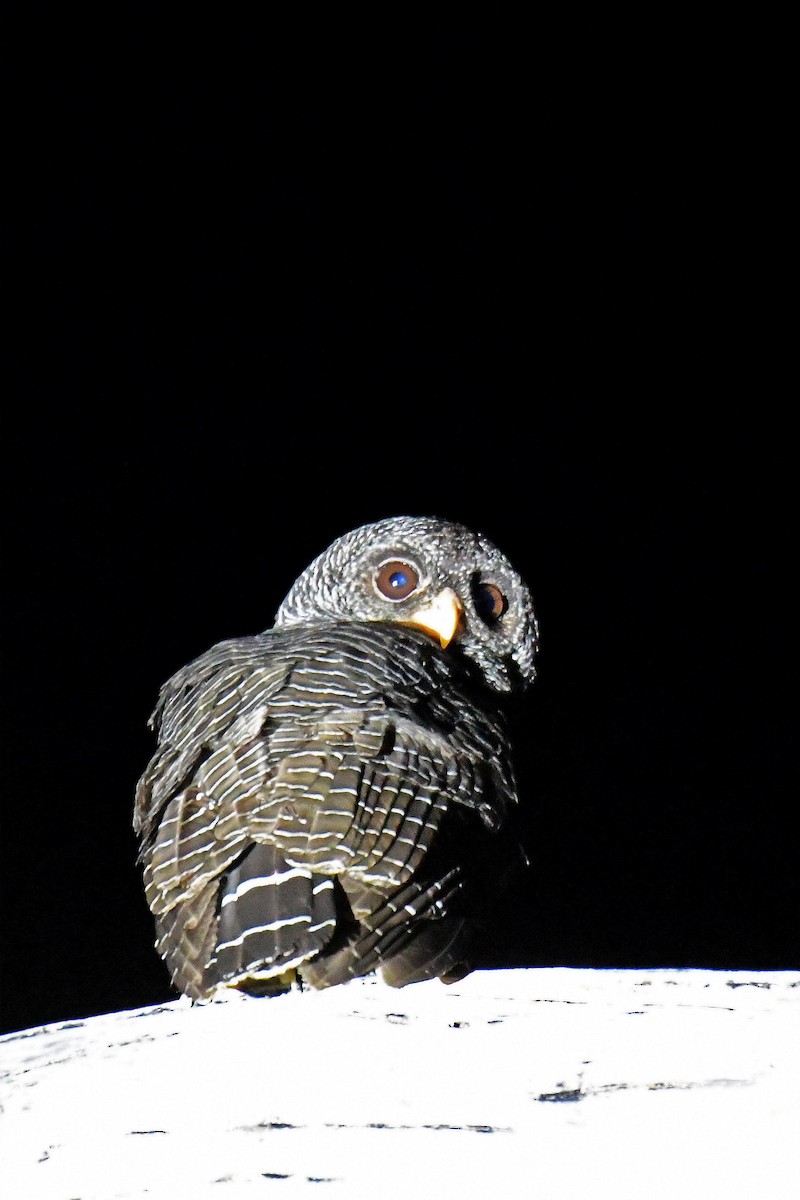 Black-banded Owl - Brian Henderson