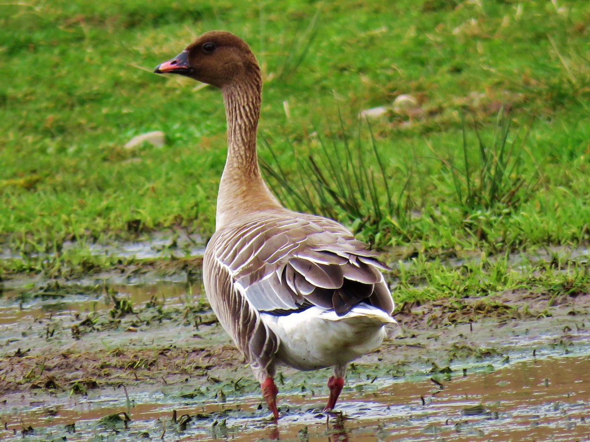 Pink-footed Goose - ML148090351