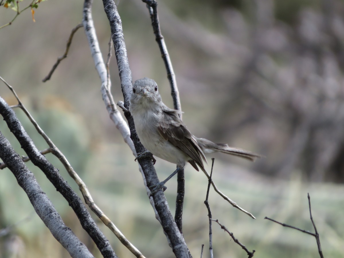 Gray Vireo - Carter Crouch