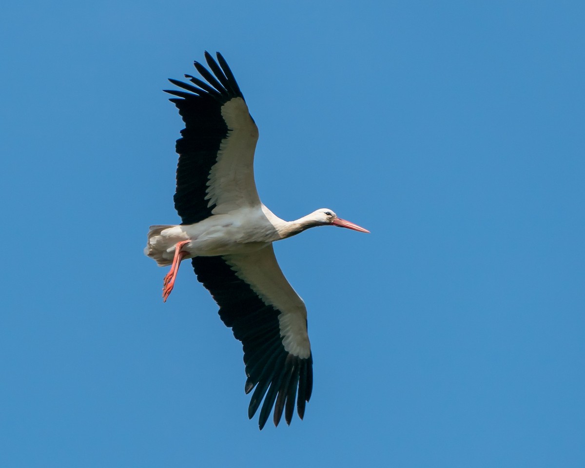 White Stork - Stuart Robinson