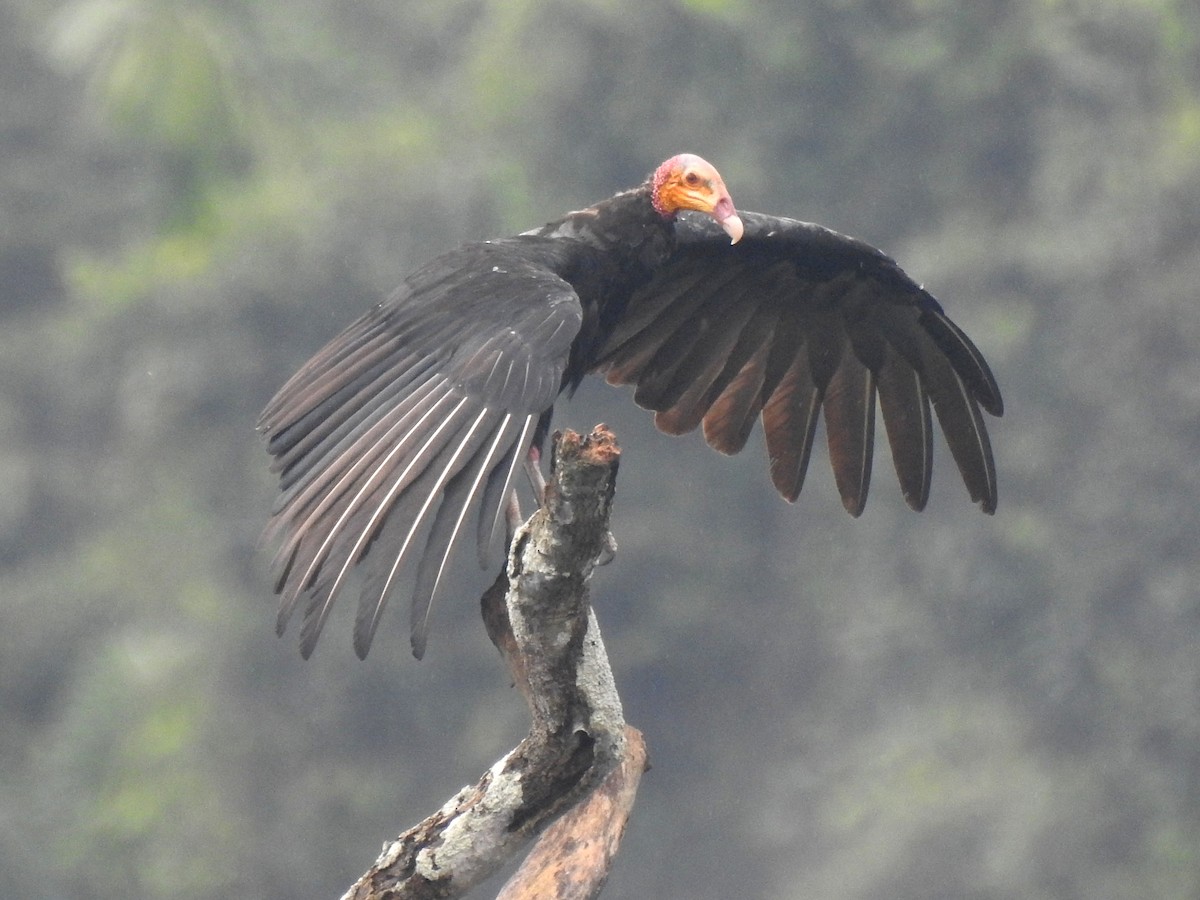 Greater Yellow-headed Vulture - ML148094741