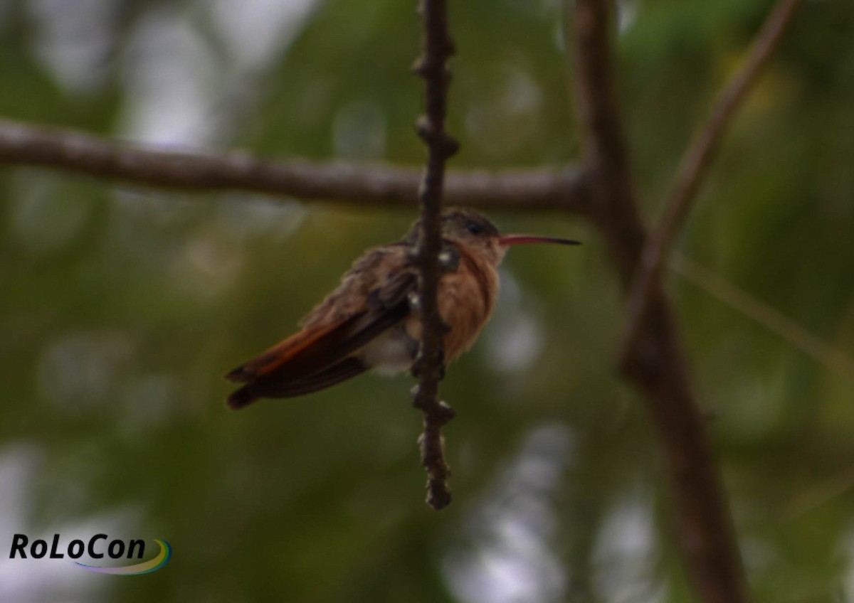 Cinnamon Hummingbird - Rodolfo Lopez Conde