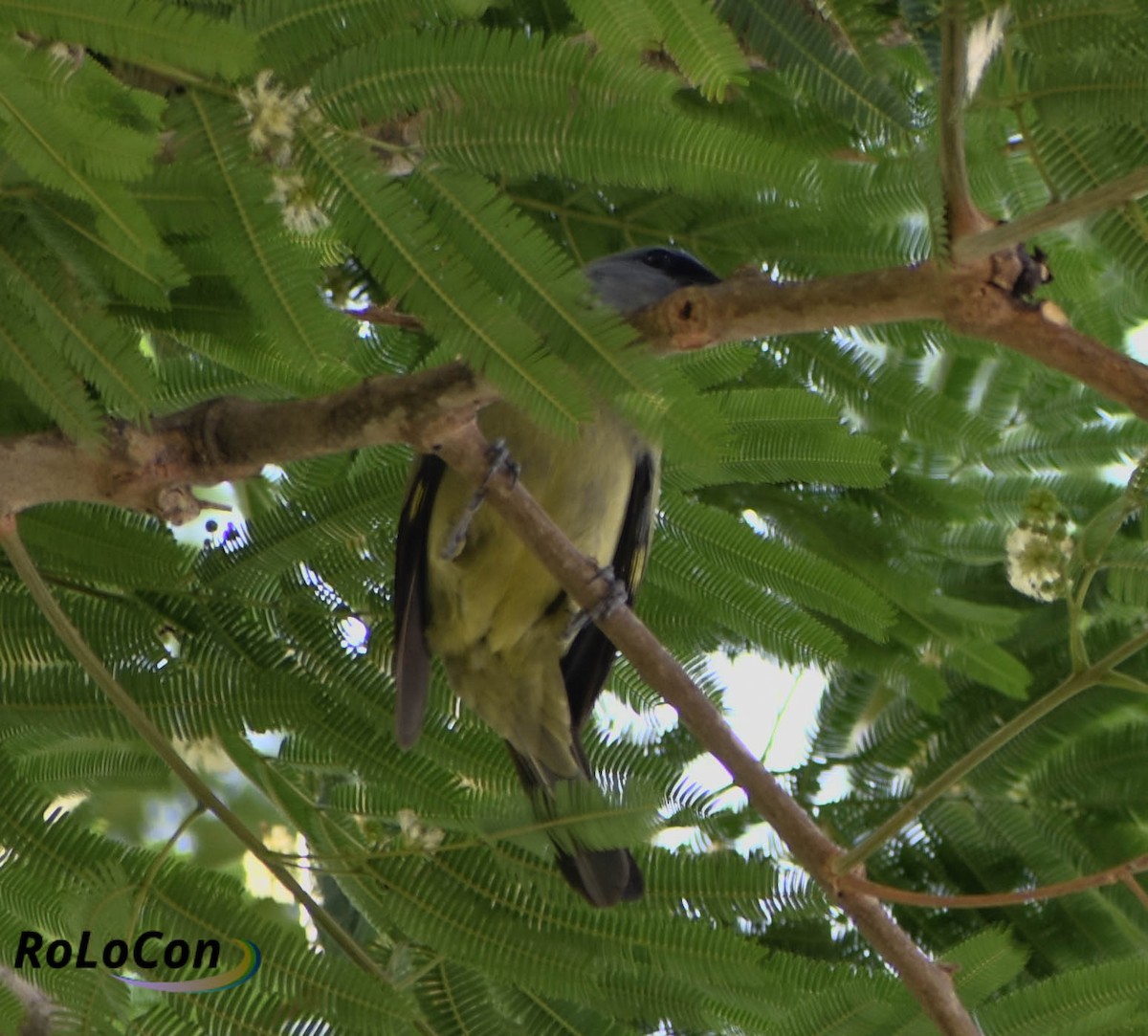 Yellow-winged Tanager - ML148098651