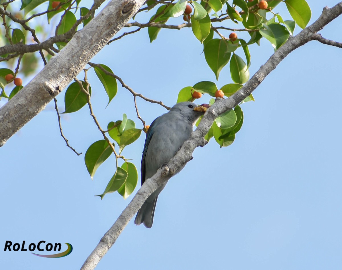 Blue-gray Tanager - ML148098731