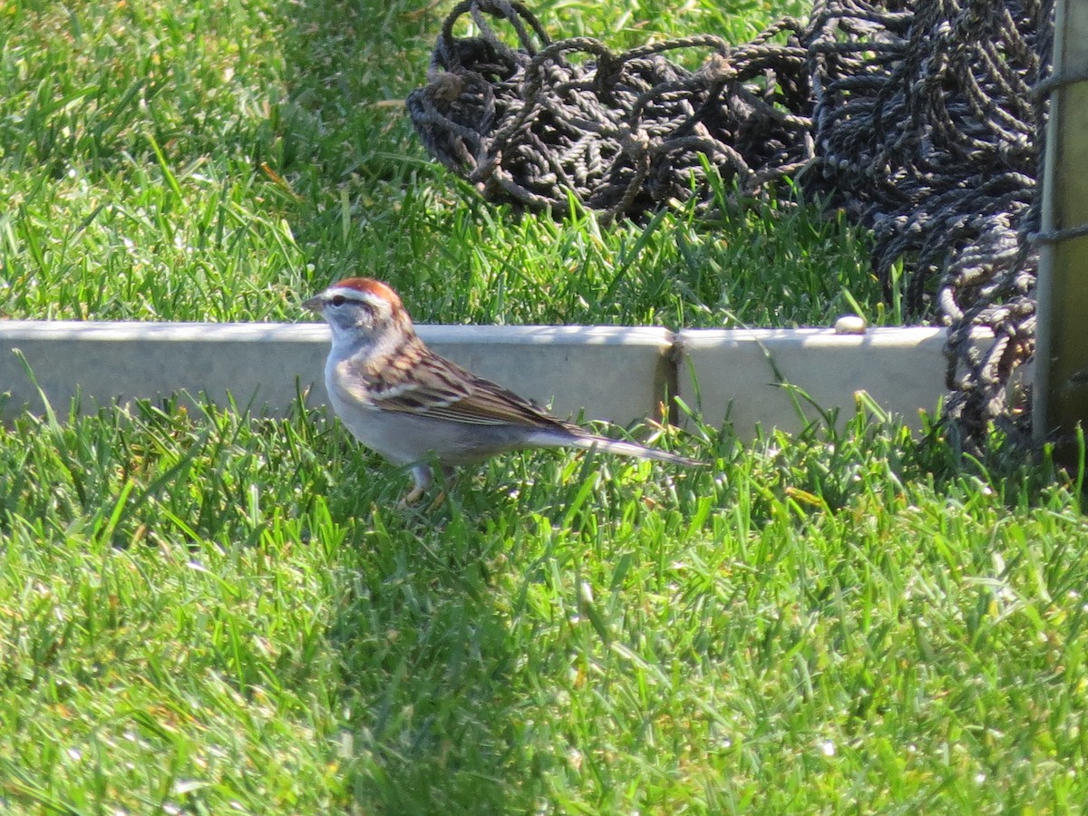 Chipping Sparrow - Larry Schmahl