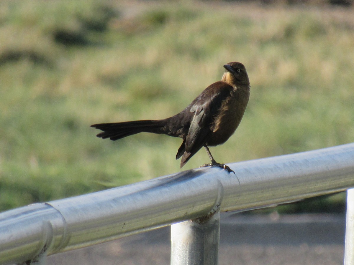 Great-tailed Grackle - ML148099551