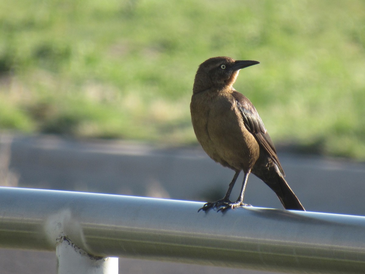 Great-tailed Grackle - ML148099561