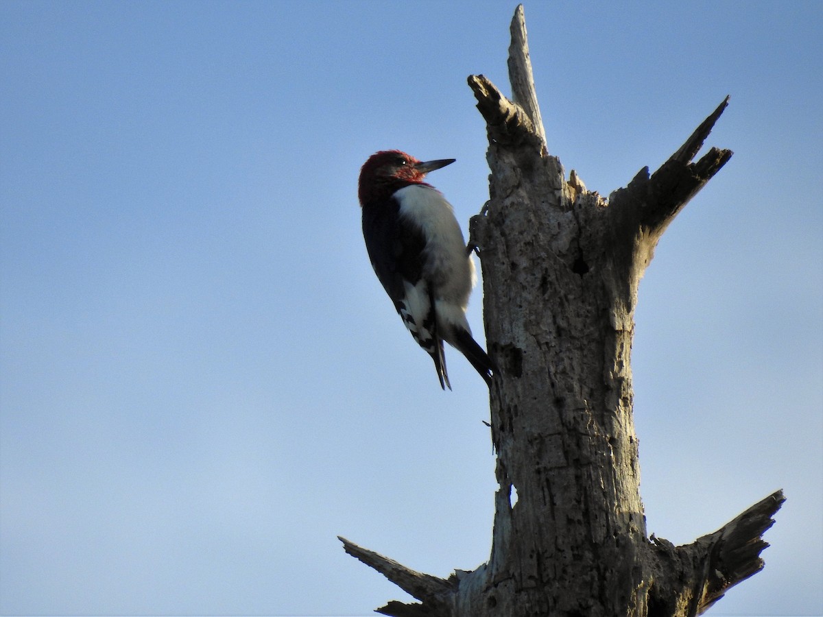 Red-headed Woodpecker - ML148101641
