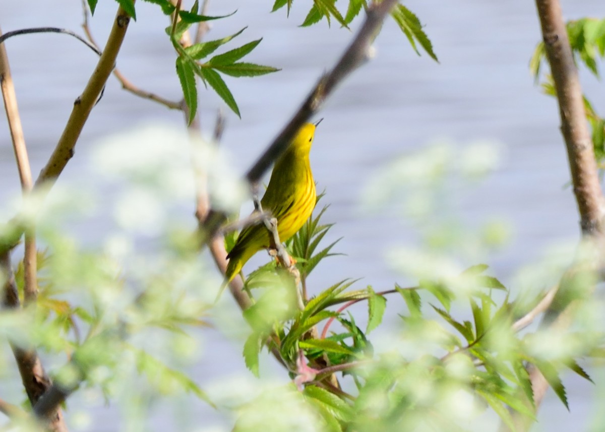 Yellow Warbler (Northern) - Mathieu Langlois