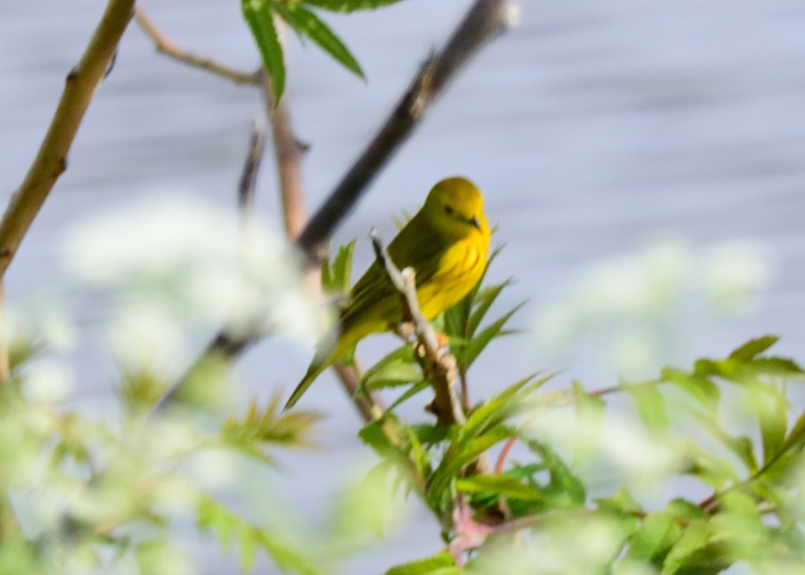 Yellow Warbler (Northern) - Mathieu Langlois